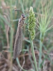 Creoleon lugdunensis
