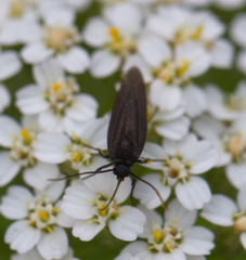 Scythris sinensis