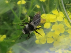 Andrena cineraria