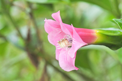 Symbolanthus elisabethae