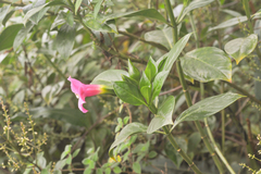 Symbolanthus elisabethae