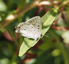 Tharsalea xanthoides