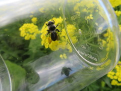 Andrena cineraria