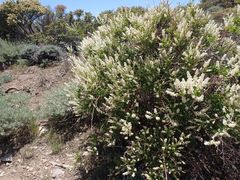 Ceanothus palmeri