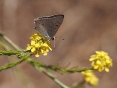 Tharsalea xanthoides