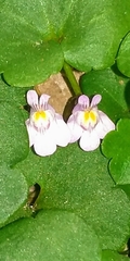 Cymbalaria