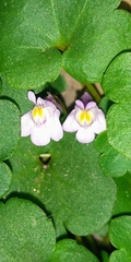 Cymbalaria