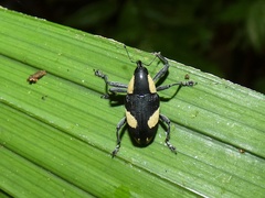 Peridinetus cretaceus