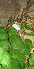 Cymbalaria