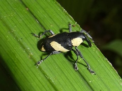 Peridinetus cretaceus
