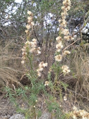 Baccharis coridifolia