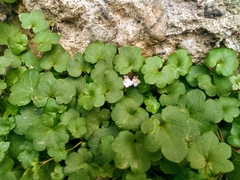 Cymbalaria