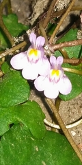Cymbalaria