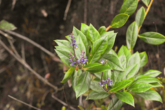 Monnina cacumina