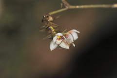 Cheiradenia cuspidata