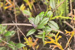 Monnina cacumina