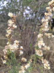 Baccharis coridifolia