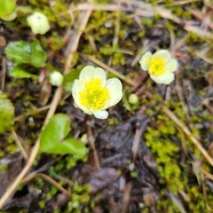 Caltha biflora