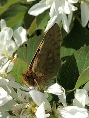 Carterocephalus skada