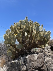 Opuntia chlorotica