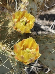 Opuntia chlorotica