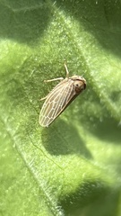 Agallia quadripunctata