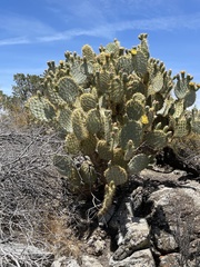 Opuntia chlorotica