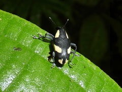 Peridinetus cretaceus