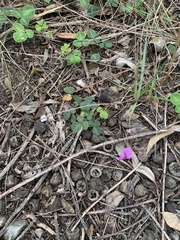 Desmodium molliculum