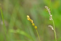 Carex scoparia