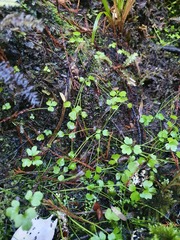 Ranunculus ternatifolius