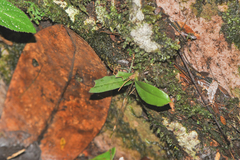 Cheiradenia cuspidata