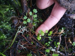 Ranunculus ternatifolius