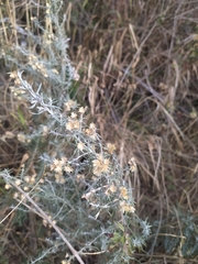 Baccharis artemisioides