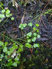 Ranunculus ternatifolius