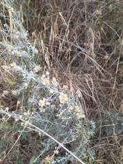 Baccharis artemisioides