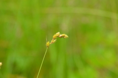Carex scoparia