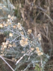 Baccharis artemisioides
