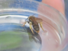 Andrena haemorrhoa