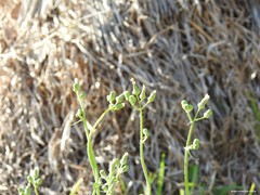 Sonchus maritimus