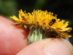 Cryptocephalus vittatus