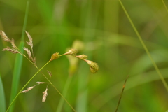 Carex scoparia