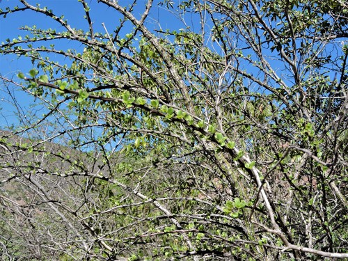 Mexican tree ocotillo