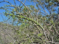Fouquieria macdougalii
