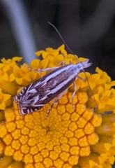 Isophrictis lineatellus