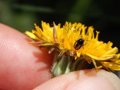 Cryptocephalus vittatus