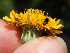 Cryptocephalus vittatus