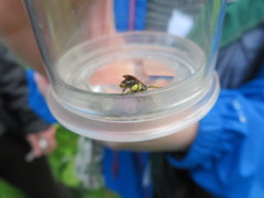 Andrena haemorrhoa