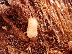 Dendroctonus rufipennis