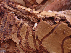 Dendroctonus rufipennis